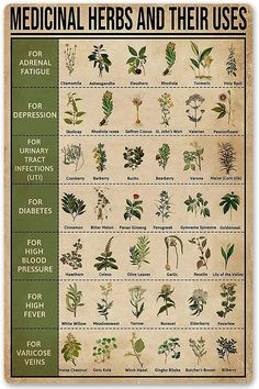 the medical herbs and their uses poster