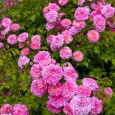 pink flowers are blooming in the garden