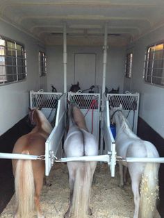 three horses are standing in the back of a horse trailer with their stalls open and one is white