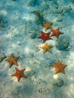 five starfishs are swimming in the water