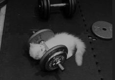 a white cat laying on top of a gym floor next to a dumbble weight machine