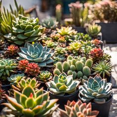 many different kinds of succulents in pots