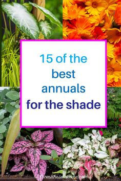 colorful flowers and plants with the words 15 of the best annuals for the shade