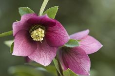 two pink flowers with green leaves in the middle and one flower budding up to it's center