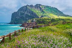 flowers growing on the side of a wooden fence next to the ocean with mountains in the background