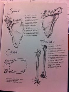 an open book with drawings of different bones and their names on it's page