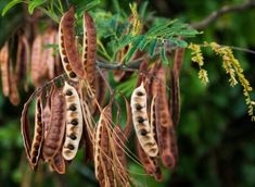 several seed pods hanging from a tree branch