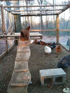 chickens and roosters in an enclosed area next to a wooden bench with benches on the ground