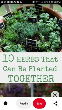 herbs that can be planted together