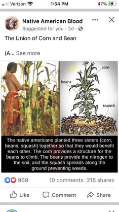 the native american blood plant is shown in this screenshot from an instagramt