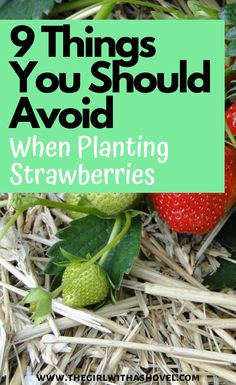 strawberries and straw bales with the words 9 things you should avoid when planting strawberries