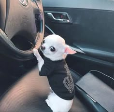 a small white dog sitting in the driver's seat of a car with its paw on the steering wheel