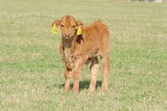 a small brown calf standing on top of a lush green field