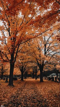 trees with orange and yellow leaves on them in an autumn park setting, during the day