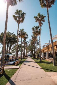 palm trees line the sidewalk in front of a hotel