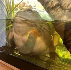 a frog sitting on top of a wooden table next to an aquarium filled with fish