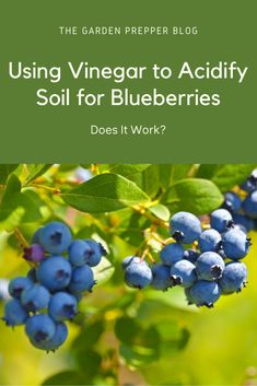 blueberries growing on a tree with the title using vinegar to acidify soil for blueberries