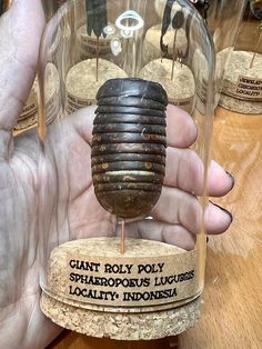 a person holding a small bug in a glass jar