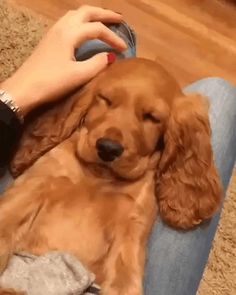 a person is petting a dog laying on the floor next to a remote control