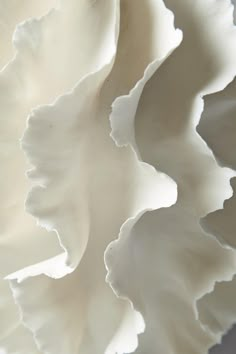 close up view of white flower petals