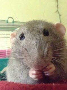 a gray rat sitting on top of a red blanket with its mouth open and tongue out