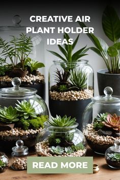 Creative air plant holders with lush greenery displayed in various glass containers. Indoor Oasis