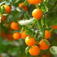 an orange tree with lots of ripe oranges hanging from it's branches and leaves