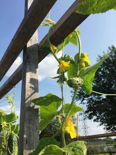 a plant with yellow flowers growing on it