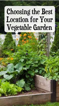 Choose the Best Location for Your Vegetable Garden Homesteading Urban, Soil Texture, Shady Tree, Thriving Garden, Different Vegetables, Organic Gardening Tips