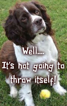 a brown and white dog sitting on top of a green field next to a yellow ball