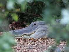 an alligator is laying down in the leaves