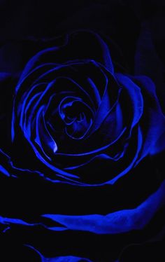 a blue rose is lit up in the dark