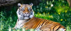 a tiger laying in the grass next to a tree