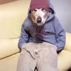 a dog wearing a hoodie sitting on top of a couch