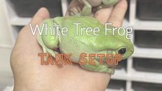 a small green frog sitting on top of a person's hand with the words white tree frog tank setup