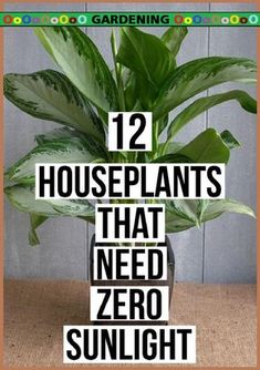 a plant with the words 12 houseplants that need zero sunlight