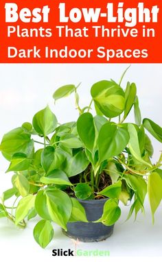 a potted plant with green leaves and text overlay that reads best low light plants that thriving in dark indoor spaces