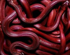 a pile of red snakes that are laying on top of each other