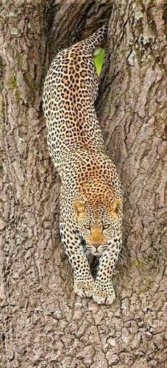 a leopard is climbing up the side of a tree to get some leaves on it