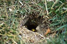 a small hole in the ground with grass around it