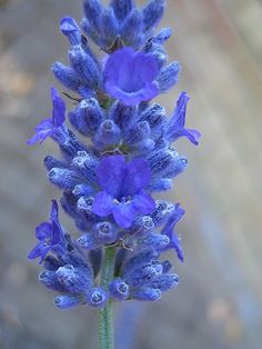 a purple flower is in the foreground with blurry background