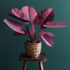 a potted plant sitting on top of a wooden table next to a green wall