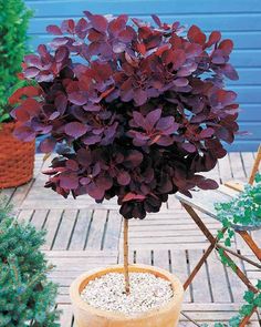 a potted plant with purple flowers in it on a wooden deck next to other plants