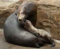 two sea lions cuddling on top of each other in front of a stone wall