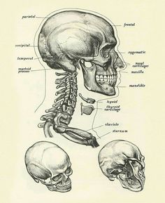 a diagram of the bones and their major skeletal systems, including the head, neck, and lower limbs