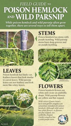 a poster with instructions on how to grow and use wildflowers