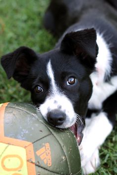 a black and white dog chewing on a soccer ball