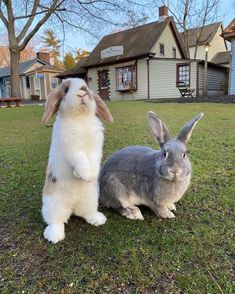 two rabbits sitting on the grass in front of a house and one bunny standing up