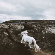 a white horse is running through the grass