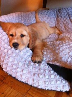 a small dog laying on top of a blanket